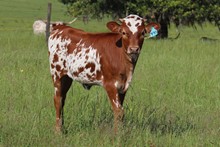 Heifer calf 2023 HelloDarlin'xWhistlingBanditaBCB