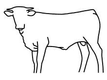 Bull calf 2023 HelloDarlinxJustTreasured