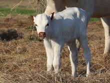 Heifer calf 2024 Hello Darlin x Swag Mirage