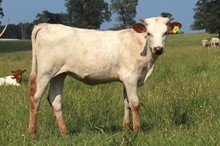 Heifer calf 2022 Hello Darlin'xWhiteGold