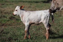 Heifer calf 2022 Hello Darlin' x Humm