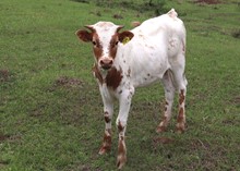 Heifer calf 2022 Hello Darlin'xAll Eyes
