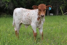 Bull calf 2023 Hello DarlinxCountryRoseCDC