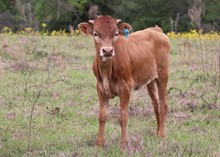 Bull calf Hello Darlin' x Everything Nice