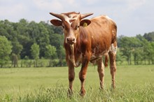 Bull calf 2022 HelloDarlinxSwaggersFlower